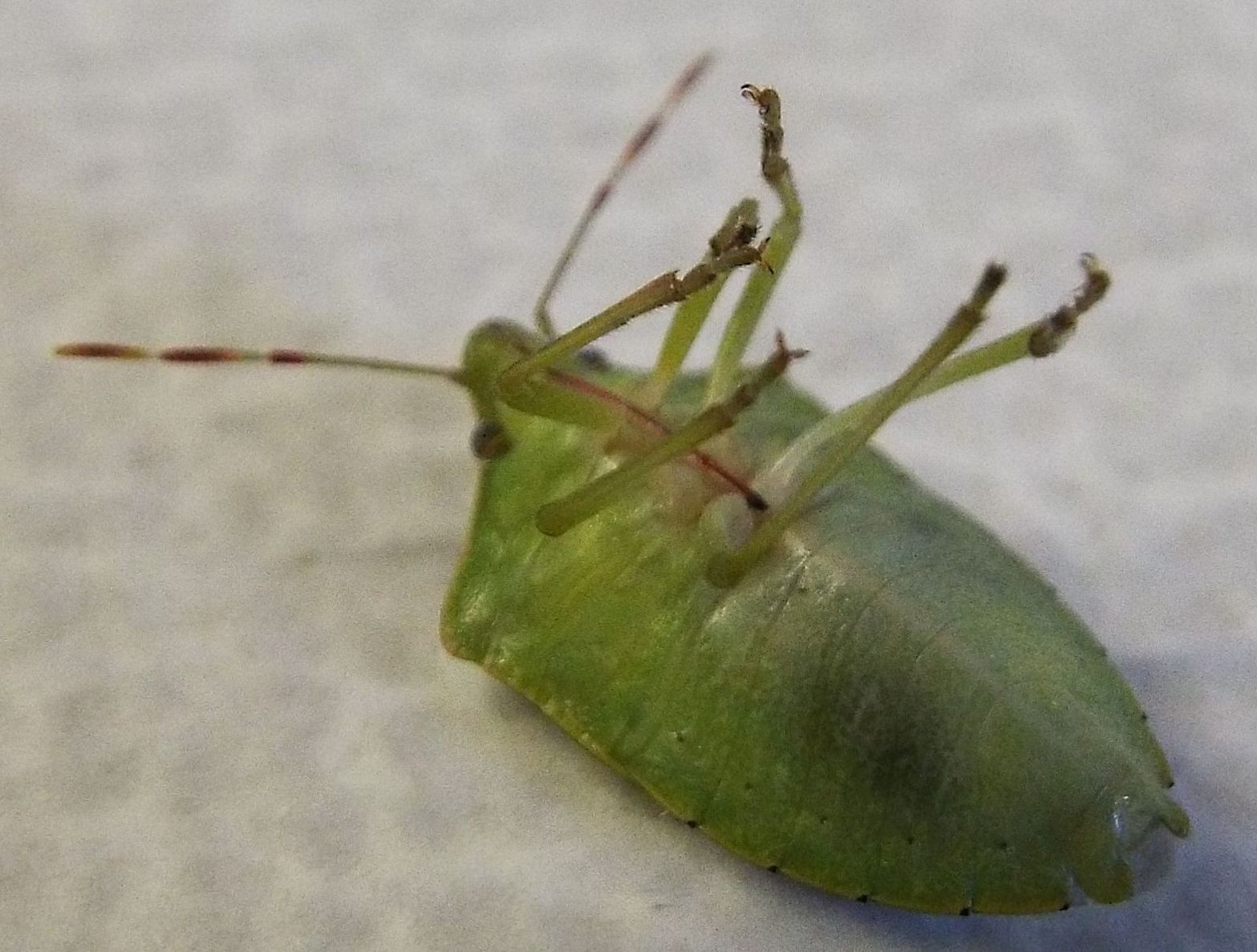 Pentatomidae:  Nezara viridula